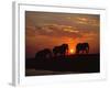 African Elephant Bulls Silhouetted at Sunset, Chobe National Park, Botswana-Richard Du Toit-Framed Photographic Print
