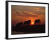 African Elephant Bulls Silhouetted at Sunset, Chobe National Park, Botswana-Richard Du Toit-Framed Photographic Print