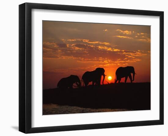 African Elephant Bulls Silhouetted at Sunset, Chobe National Park, Botswana-Richard Du Toit-Framed Photographic Print