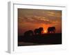 African Elephant Bulls Silhouetted at Sunset, Chobe National Park, Botswana-Richard Du Toit-Framed Photographic Print