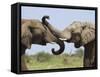 African Elephant, Bulls Sparring with Trunks, Etosha National Park, Namibia-Tony Heald-Framed Stretched Canvas