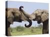 African Elephant, Bulls Sparring with Trunks, Etosha National Park, Namibia-Tony Heald-Stretched Canvas