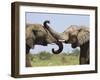 African Elephant, Bulls Sparring with Trunks, Etosha National Park, Namibia-Tony Heald-Framed Photographic Print