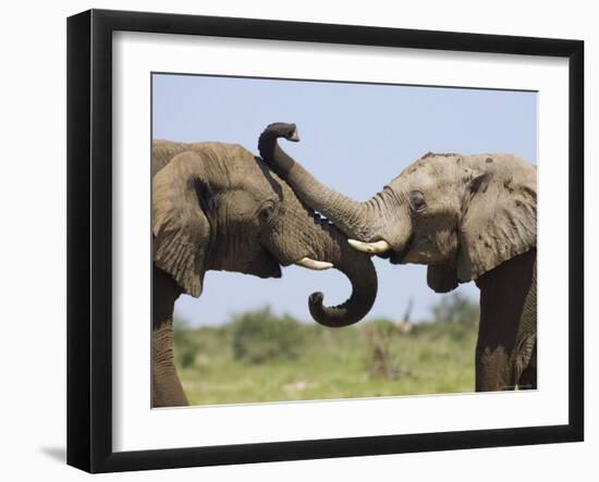 African Elephant, Bulls Sparring with Trunks, Etosha National Park, Namibia-Tony Heald-Framed Photographic Print