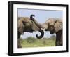 African Elephant, Bulls Sparring with Trunks, Etosha National Park, Namibia-Tony Heald-Framed Photographic Print