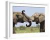 African Elephant, Bulls Sparring with Trunks, Etosha National Park, Namibia-Tony Heald-Framed Photographic Print