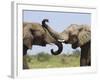 African Elephant, Bulls Sparring with Trunks, Etosha National Park, Namibia-Tony Heald-Framed Photographic Print