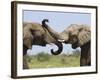 African Elephant, Bulls Sparring with Trunks, Etosha National Park, Namibia-Tony Heald-Framed Photographic Print