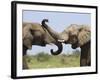 African Elephant, Bulls Sparring with Trunks, Etosha National Park, Namibia-Tony Heald-Framed Photographic Print