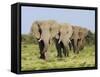 African Elephant, Bulls Walking in Line, Etosha National Park, Namibia-Tony Heald-Framed Stretched Canvas