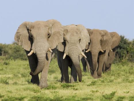 Amazing White Elephant Walk, Etosha National Park, Etosha National Park,  animal, animal, elephant, Namibia, Namibia