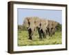 African Elephant, Bulls Walking in Line, Etosha National Park, Namibia-Tony Heald-Framed Photographic Print