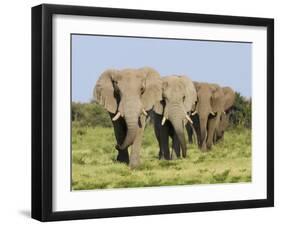 African Elephant, Bulls Walking in Line, Etosha National Park, Namibia-Tony Heald-Framed Photographic Print