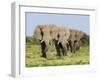 African Elephant, Bulls Walking in Line, Etosha National Park, Namibia-Tony Heald-Framed Photographic Print