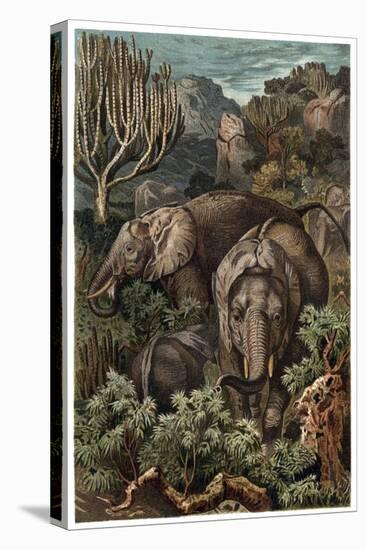 African Elephant by Alfred Edmund Brehm-Stefano Bianchetti-Stretched Canvas