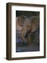 African Elephant Calf Bathing in Watering Hole-DLILLC-Framed Photographic Print