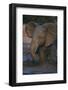 African Elephant Calf Bathing in Watering Hole-DLILLC-Framed Photographic Print