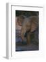 African Elephant Calf Bathing in Watering Hole-DLILLC-Framed Photographic Print