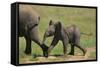 African Elephant Calf following Mother-DLILLC-Framed Stretched Canvas