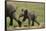 African Elephant Calf following Mother-DLILLC-Framed Stretched Canvas