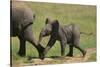 African Elephant Calf following Mother-DLILLC-Stretched Canvas