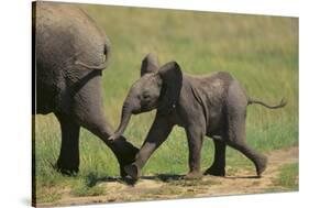 African Elephant Calf following Mother-DLILLC-Stretched Canvas