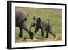 African Elephant Calf following Mother-DLILLC-Framed Photographic Print