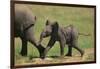 African Elephant Calf following Mother-DLILLC-Framed Photographic Print