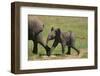 African Elephant Calf following Mother-DLILLC-Framed Photographic Print