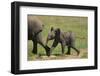 African Elephant Calf following Mother-DLILLC-Framed Photographic Print