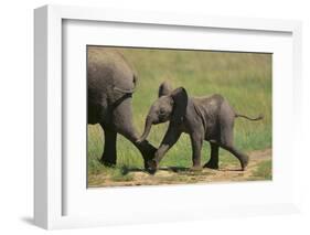 African Elephant Calf following Mother-DLILLC-Framed Photographic Print