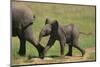 African Elephant Calf following Mother-DLILLC-Mounted Photographic Print