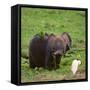 African Elephant Calf in Grass-DLILLC-Framed Stretched Canvas