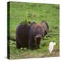 African Elephant Calf in Grass-DLILLC-Stretched Canvas