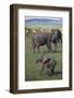 African Elephant Calf in Grass-DLILLC-Framed Photographic Print