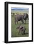 African Elephant Calf in Grass-DLILLC-Framed Photographic Print