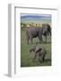 African Elephant Calf in Grass-DLILLC-Framed Photographic Print