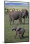 African Elephant Calf in Grass-DLILLC-Mounted Photographic Print