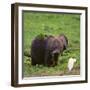 African Elephant Calf in Grass-DLILLC-Framed Photographic Print