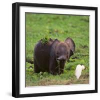 African Elephant Calf in Grass-DLILLC-Framed Photographic Print