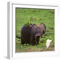 African Elephant Calf in Grass-DLILLC-Framed Photographic Print