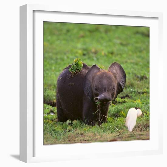 African Elephant Calf in Grass-DLILLC-Framed Photographic Print