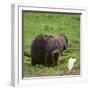 African Elephant Calf in Grass-DLILLC-Framed Photographic Print