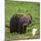 African Elephant Calf in Grass-DLILLC-Mounted Photographic Print