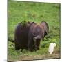 African Elephant Calf in Grass-DLILLC-Mounted Photographic Print