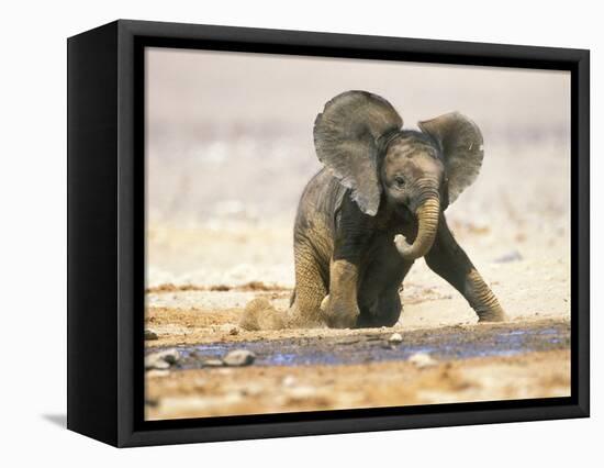 African Elephant Calf on Knees by Water, Kaokoland, Namibia-Tony Heald-Framed Stretched Canvas