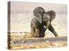 African Elephant Calf on Knees by Water, Kaokoland, Namibia-Tony Heald-Stretched Canvas