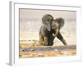 African Elephant Calf on Knees by Water, Kaokoland, Namibia-Tony Heald-Framed Photographic Print