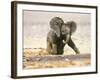 African Elephant Calf on Knees by Water, Kaokoland, Namibia-Tony Heald-Framed Photographic Print