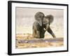 African Elephant Calf on Knees by Water, Kaokoland, Namibia-Tony Heald-Framed Photographic Print